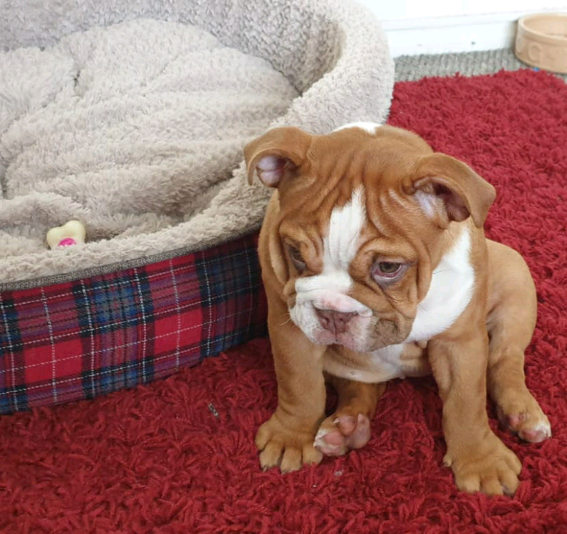 Quality English Bulldog Puppy for sale